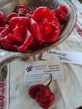 Nepalese Bell Chili Pepper, 10 seeds (Ch 076) - $3.99
