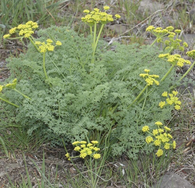 Fernleaf Lomatium Lomatium Disse Seedsum 35 Seeds Wild Harvested Seeds N... - $13.82