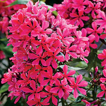 Beautiful Dwarf Sharon Flowers Seeds, easy to grow beautiful flower ligh... - £8.56 GBP