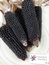 Popcorn Dakota Black Corn - 10+ seeds - Zm 007 - £3.31 GBP