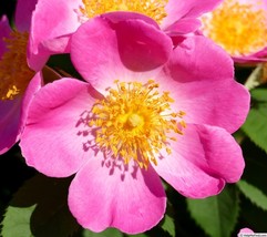 Complicada rose plant - $22.77