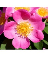 Complicada rose plant - $31.17 CAD