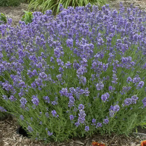 50 seeds Munstead Lavender  - $3.02