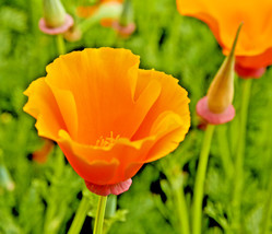 1001 Orange California Poppy Seeds Native Wildflower Container Flower Garden - £8.68 GBP