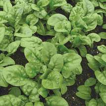 500 Giant Noble Spinach Seeds - £7.25 GBP