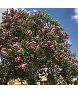 Desert Willow Tree (Chilopsis Linearis) Seeds Garden - $15.82