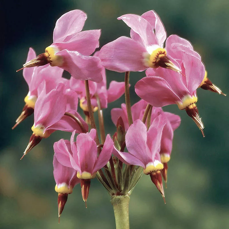 20 Seeds Shooting Stars Shade Perennial Native Dodecatheon Flower - $9.90