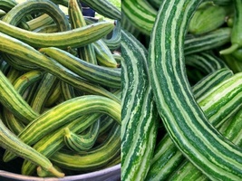 Variety Size Armenian Yard Long Cucumber Metki Dark Green Snake Melon Seeds - £9.80 GBP+