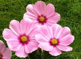 US Seller Cosmos Gloria Flower 30 Fresh Seeds - £5.93 GBP