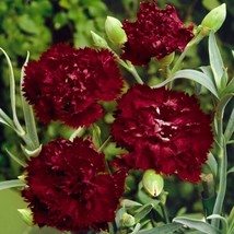 20 Seeds King of Blacks Carnation Flower Create a Lush Garden with Premium  - £8.52 GBP