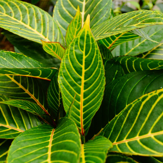 SYST Sanchezia Nobilis Glaucophylla 3.5 Until 4 inch Fast Shipping  - $30.77 CAD