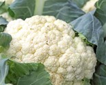 250 Cauliflower Snowball Y Improved Seeds Fast Shipping - $8.99