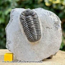 Phacops Trilobite Fossil | Devonian Taboumakhlouf Formation Morocco | Ge... - $65.96