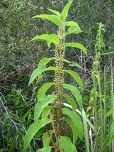 Boehmeria Cylindrica False Nettle Bog Hemp 100 Seeds Seeds Fresh Fast Shipping - $23.90