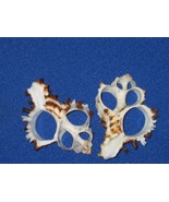 10 center cut Murex Endiva sea shells uniformity beauty and quality craf... - £10.87 GBP