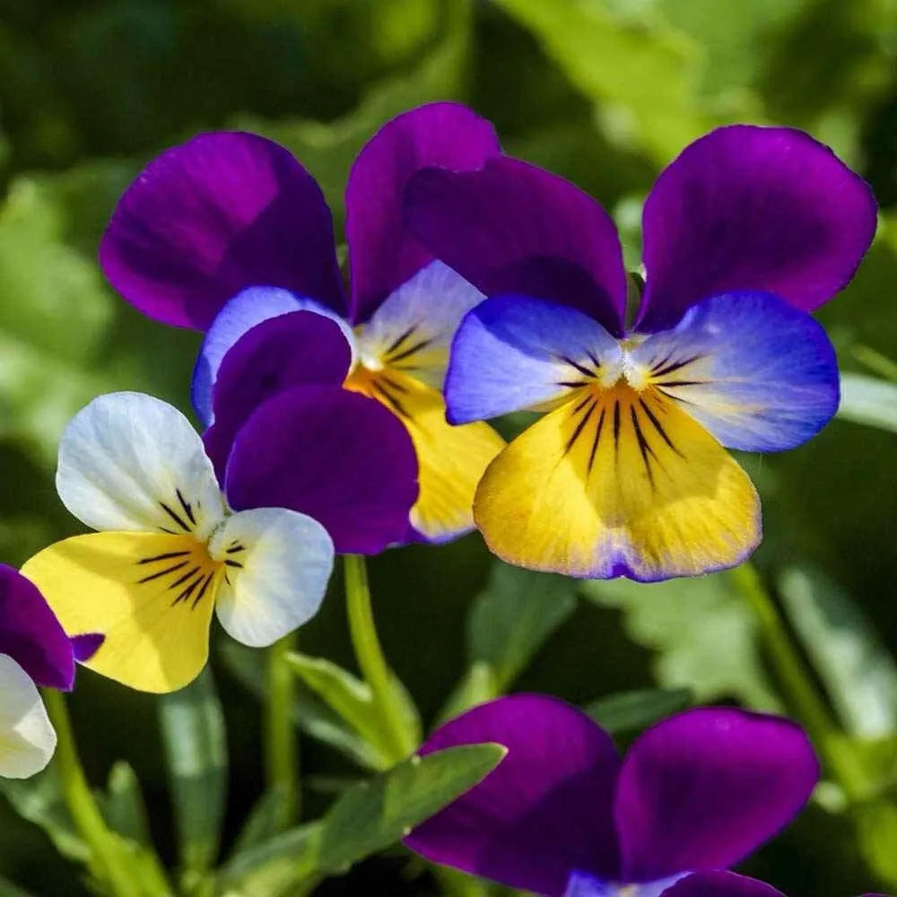 Johnny Jump Up 500 Seeds Viola Flower Seeds From US - £6.27 GBP