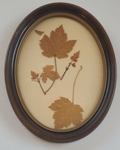 Framed Dried Canadian Maple Leaves - £13.56 GBP