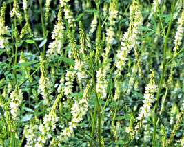 USA Store 1450 Seeds White Blossom Sweet Clover Melilotus Alba Albus Honey Clove - £7.32 GBP