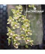 CHILOSCHISTA SEGAWAI LEAFLESS ORCHID MOUNTED - $730.14 MXN