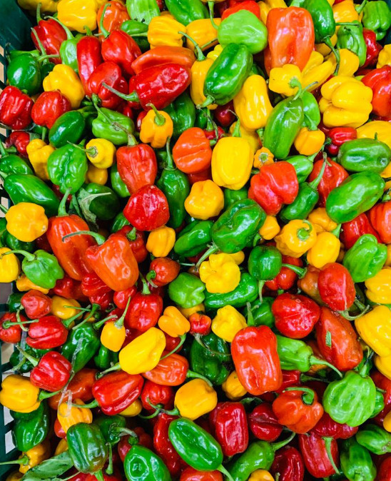 SKMO Pepper Habanero Yellow Orange &amp; Red Vegetable Seed Specialty Seeds  - $1.19