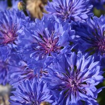 Blue Dwarf Bachelor Button Seeds Centaurea Cyanus Blue Cornflower Bonnet Edible  - $7.90