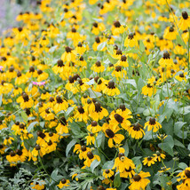 Best CLASPING Coneflower Pollinators Meadow Native Wildflower 500 Seeds - £3.75 GBP