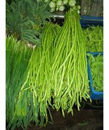 Bean Yard Long Beans Pole Type Green 15 Seeds Fresh Gardening - $10.69