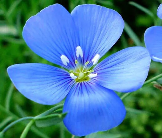 FLAX BLUE ANNUAL ORGANIC Linum Usitatissimum - 1,000 Seeds Garden USA Se... - $18.97