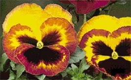 FG  35 Seeds Delta Fire Bi-Color Pansy WiFG Face  Flower Seeds / Long La... - $14.19