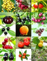 CHERRIES MIX, rare wild CHERRY exotic edible fruit jam jelly sweet seed 15 seeds - $8.99