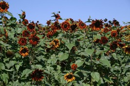 Semilir 45 Velvet Queen Sun Flower Fast Grow From US - $8.78