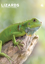 Lizards Calendar 2026 - $19.99