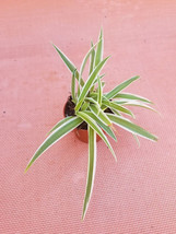 Live Spider Plant In 2&quot; Pot - Easy Growth - Air Purifying House Plant - £3.92 GBP