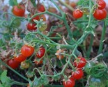 Tiny Tim Cherry Tomato Seeds 20 Dwarf Plant Great For Containers Fast Sh... - $8.99
