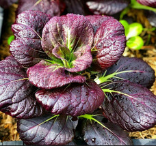 LS 1 Pack 1000 Purple Brassica Rapa Seeds Pak Choi Chinese Little Greens Organic - £4.31 GBP