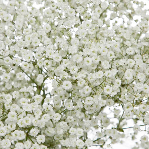 MBK 300 Seeds Baby&#39;S Breath Seeds Non-Gmo 1275 Fresh Garden - $8.79