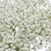 MBK 300 Seeds Baby&#39;S Breath Seeds Non-Gmo 1275 Fresh Garden - $167.33 MXN