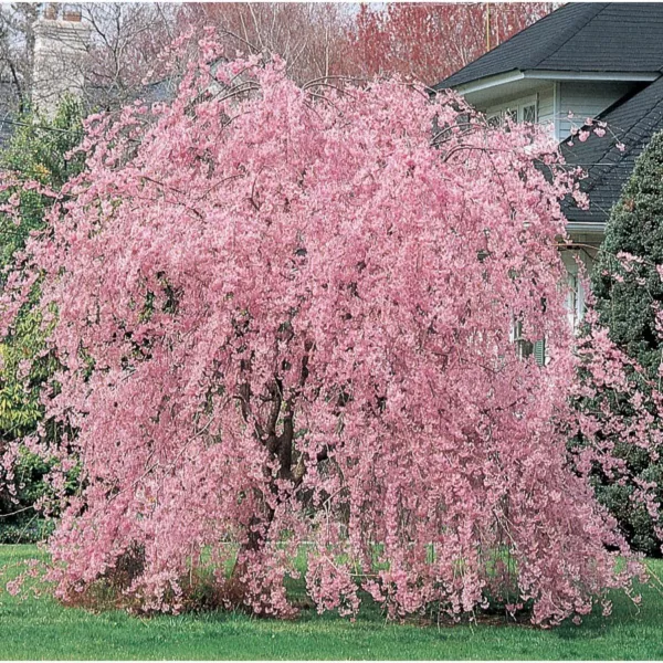 Fresh 5 Weeping Pink Cherry Tree Seeds Flowering Japanese Ornamental Shrub Tre - £7.17 GBP