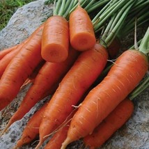 Chantenay Red Core Carrot Seeds, Heirloom, Vitamin A, NON-GMO, Free Shipping Fre - £6.12 GBP