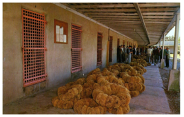 Sponge auction being held at the old Sponge exchange Florida Postcard - £5.30 GBP