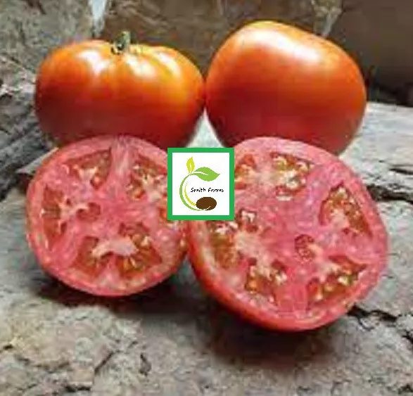 50 Seeds Mountain Spring Tomato Vegetable Canning Fresh Seeds USA Seller - £9.43 GBP