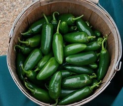 Guashi Store 10 Early Jalapeno Pepper Chille Seeds Heirloom Non Gmo Fresh Fast S - £7.05 GBP
