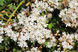 TISSEEDS 50 Oktoberfest Sedum Acre Gold Mos Stonecrop Groundcover White Flower S - $8.99