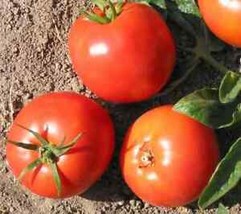 SEPTH 50 Seeds Druzba Tomato Juicy Tomatoe Vegetable Garden Edible Food - $5.49