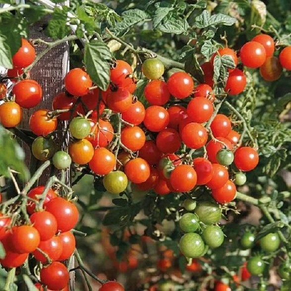 50 Seeds Sweet Baby Girl Tomato Tomatoe Vegetable Garden Edible Canning - $9.63