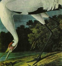 Whooping Crane Bird 1946 Color Art Print John James Audubon Nature DWV2C - £31.34 GBP