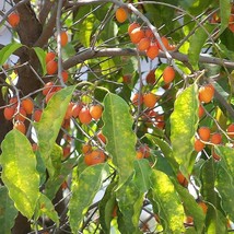 New Seeds Medlar Spanish Cherry Seeds X5 Fruit Tree USA Seller - £6.90 GBP