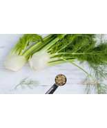 15 Fresh Herb Seeds Fennel - $5.98