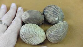 Item image 1 image 1