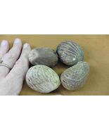 tn-19-5) 4 large natural Tagua Nut whole nuts craft Carving Dried plain ... - $458.41 MXN